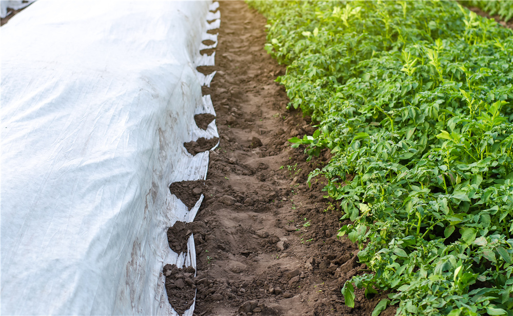 Usage of S spunbond nonwoven fabric in Agricultural industry