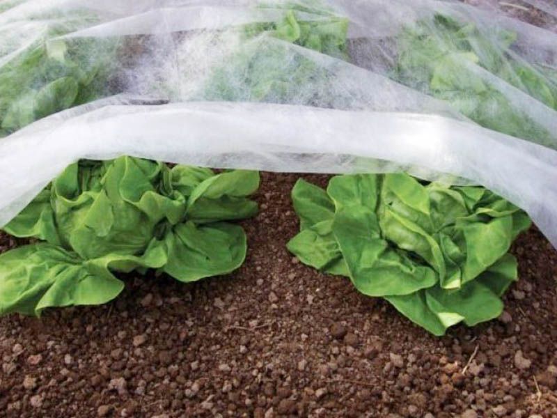 Innovative agricultural solutions: the role of single S spunbond nonwovens